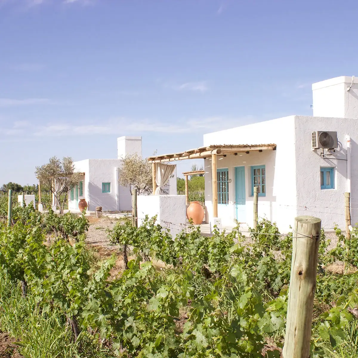 Casas Cielo y Oliva entre viñedos